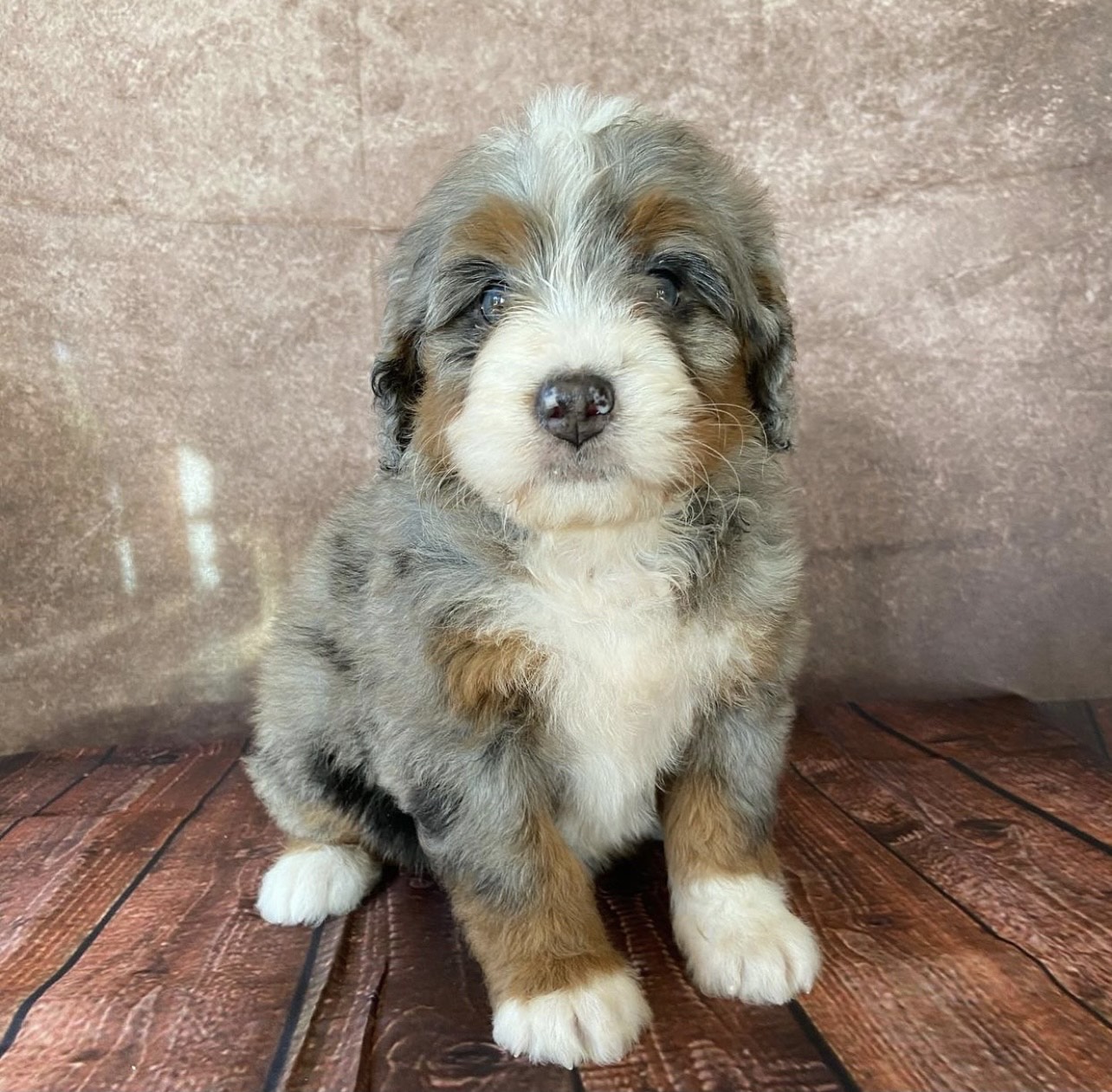 You are currently viewing Where to buy a Bernedoodle