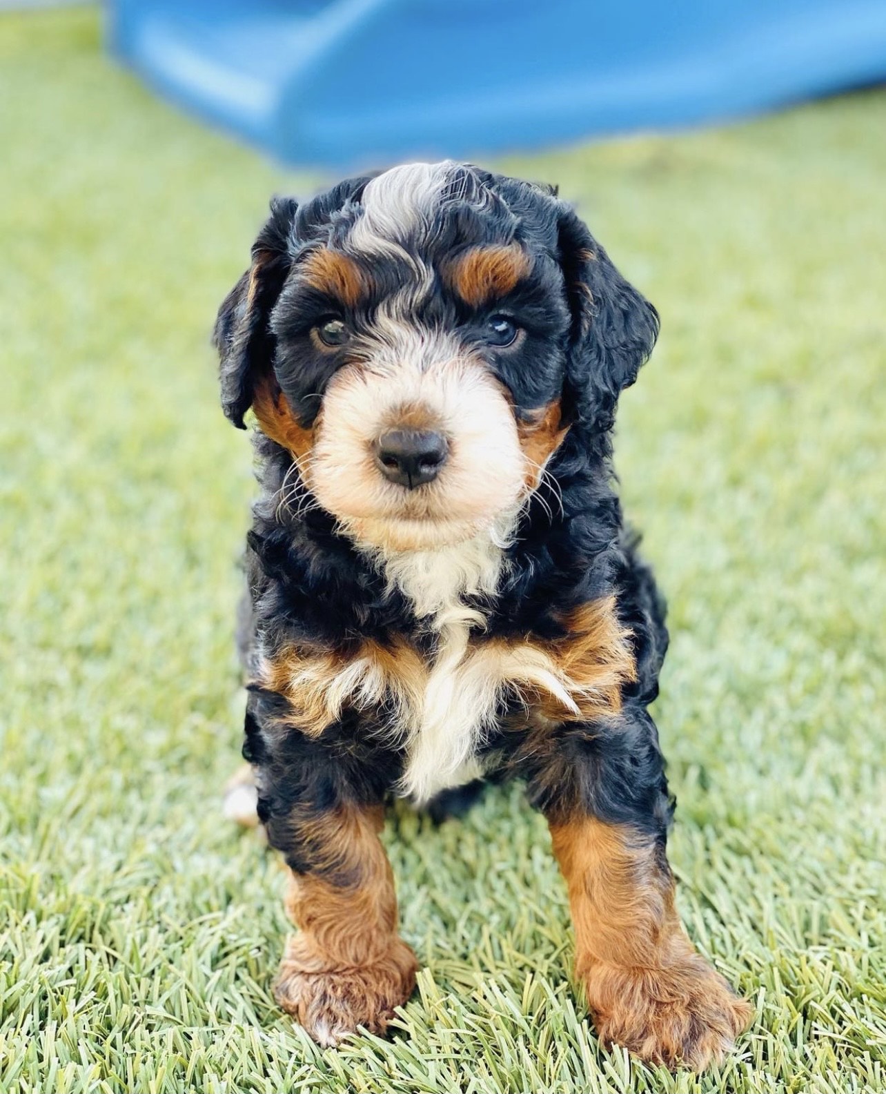 cuanto cuesta un bernedoodle miniatura