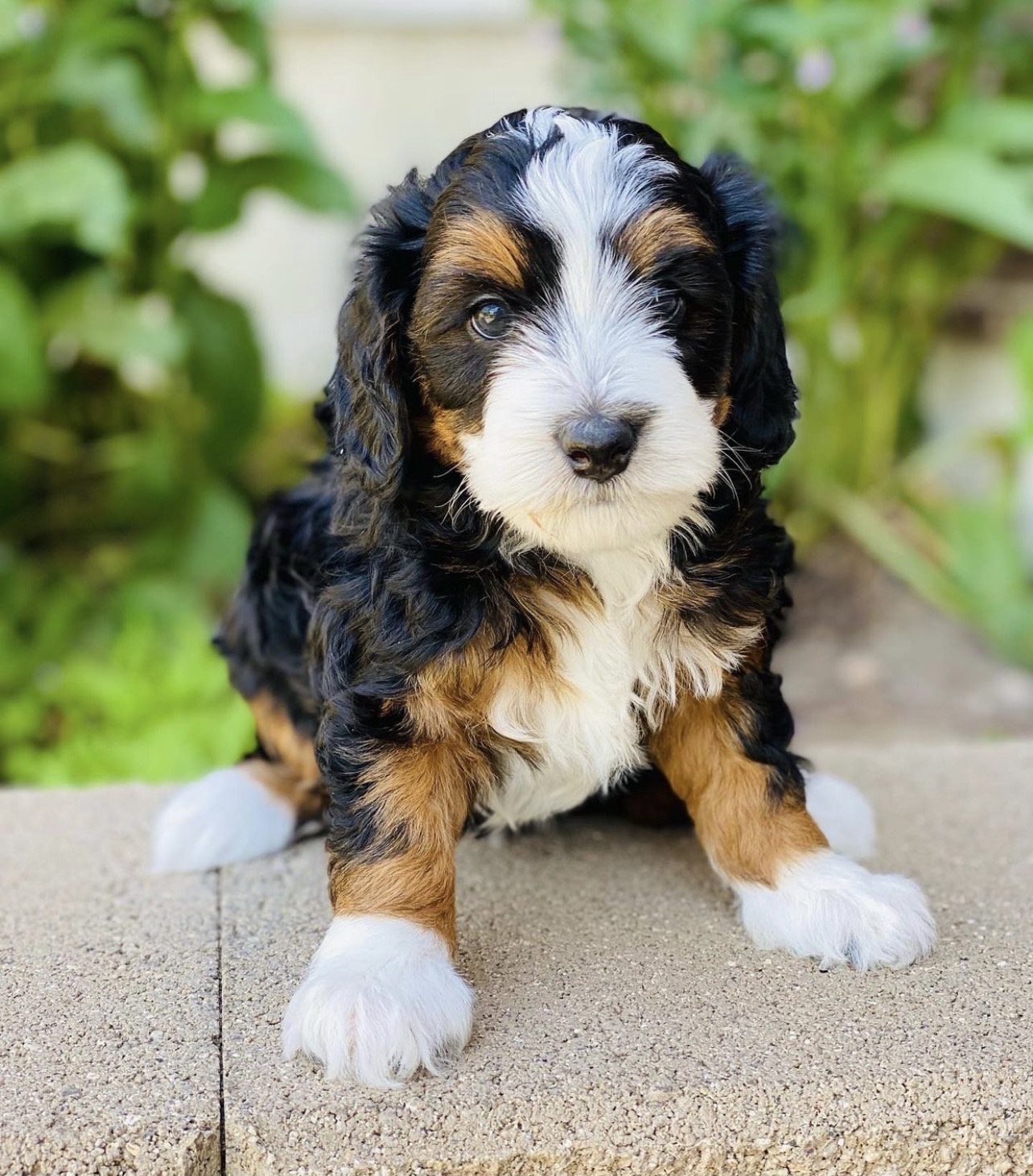 You are currently viewing Buy a Bernedoodle in USA