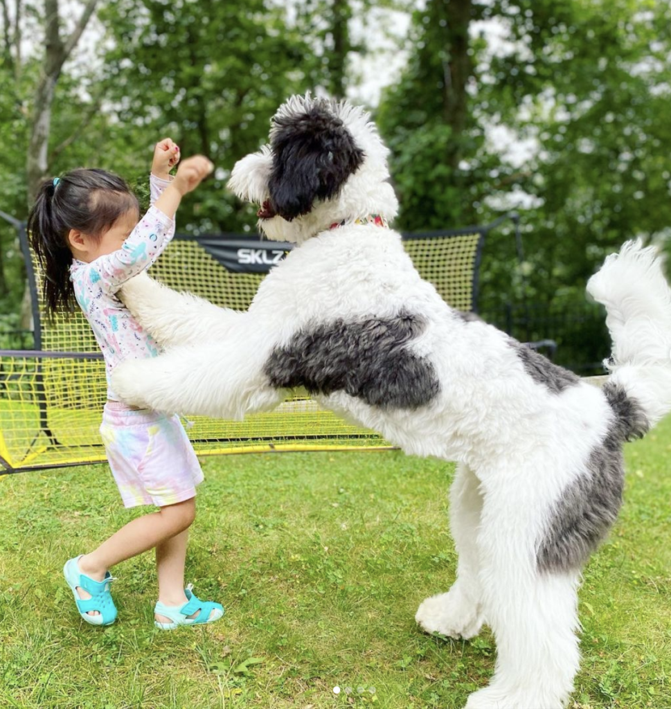 Huge bernedoodle sale