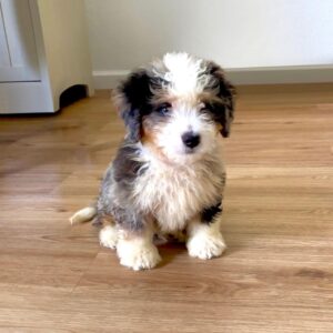 bernedoodle for sale