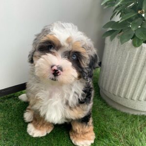 mini Bernedoodle puppies for sale