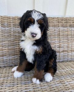 bernedoodle for sale