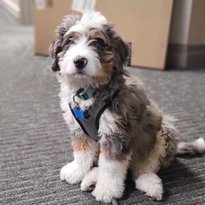 standard Bernedoodle puppies for sale