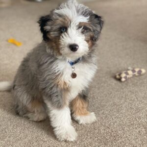 bernedoodle for sale