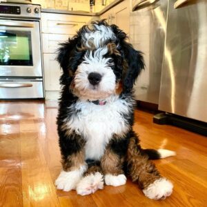 mini Bernedoodle puppies for sale