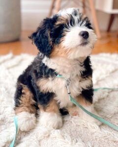 mini Bernedoodle for sale