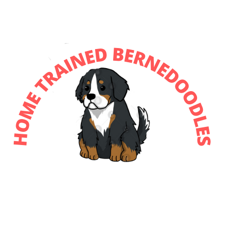 MORE INFO - Home Trained Bernedoodles