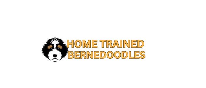 Bernedoodle for sale